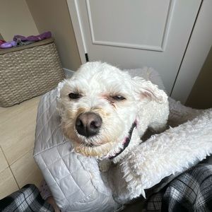 Meet your Posher, Violet